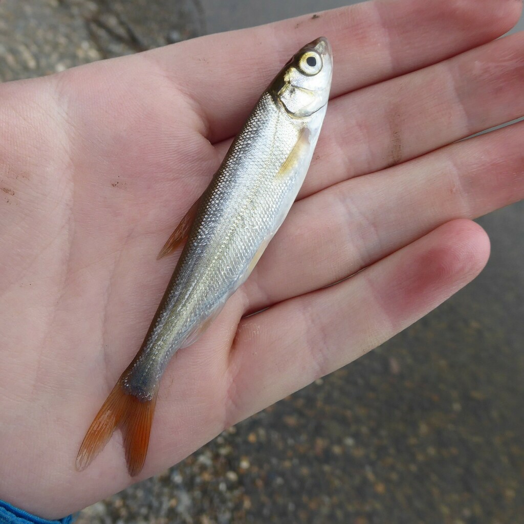 Northwest dace (Mylocheilus caurinus) — Cyprinidae