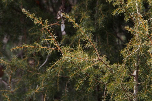 temple juniper