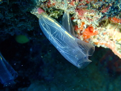 Rhopalaea circula