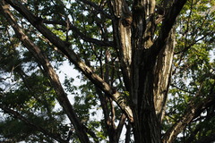 Quercus serrata