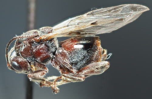 Odontocynips nebulosa photo 3