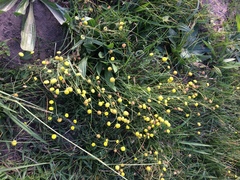 Oncosiphon pilulifer