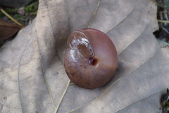 Satsuma myomphala