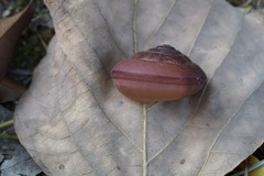 Satsuma myomphala