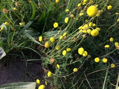 Oncosiphon pilulifer