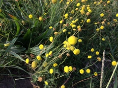 Oncosiphon pilulifer