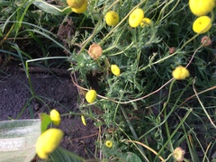 Oncosiphon pilulifer