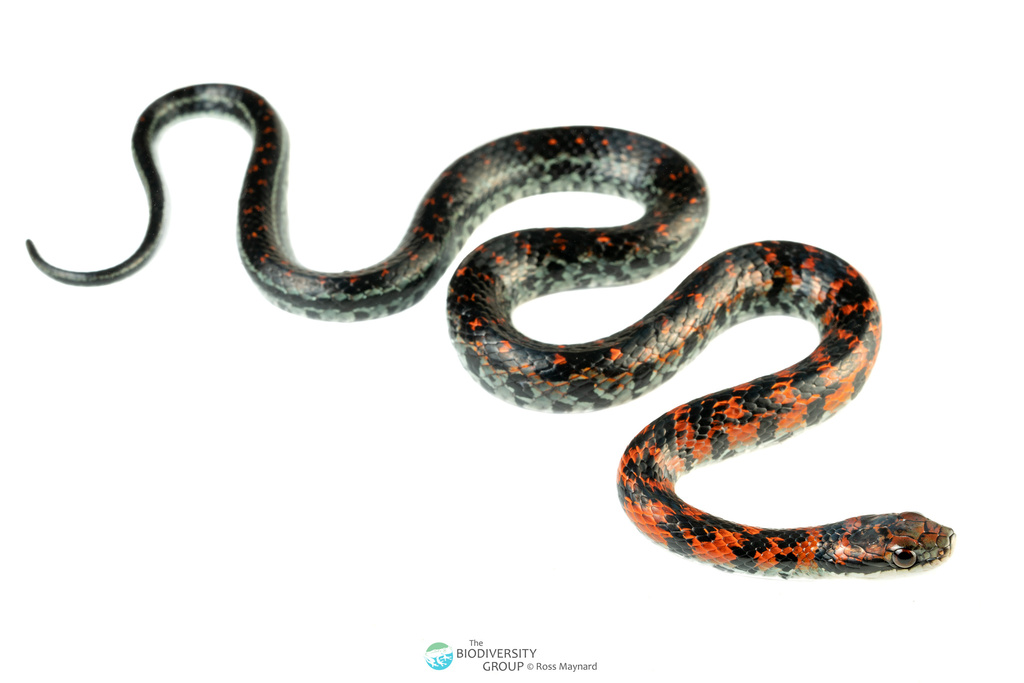 Erythrolamprus vitti