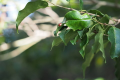 Ilex pedunculosa