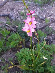 Ixia scillaris scillaris