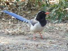 Red-Billed Blue Magpie photo 3