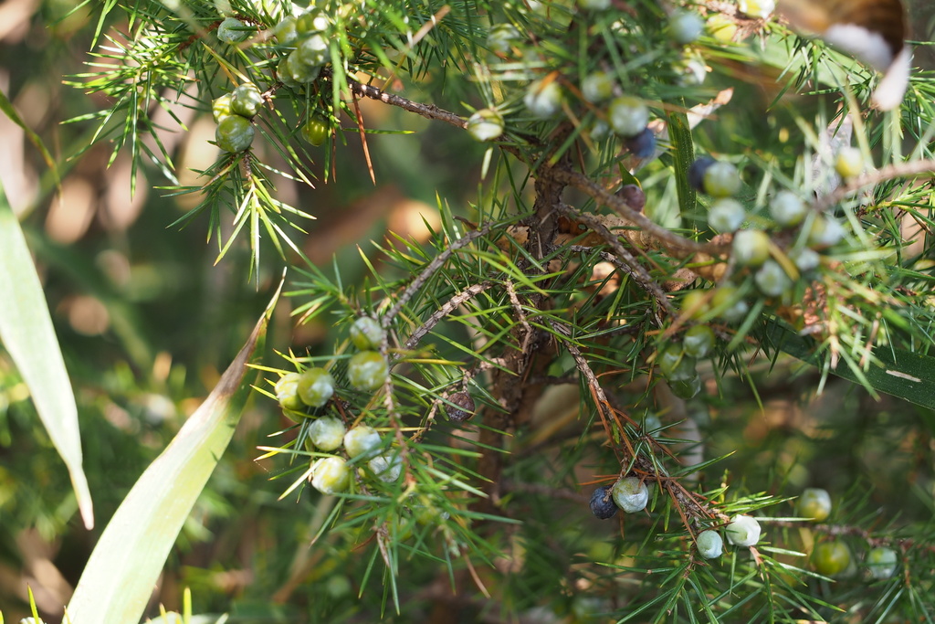 temple juniper (Juniperus rigida) · iNaturalist