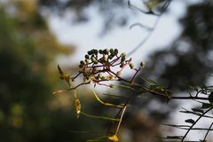 Zanthoxylum schinifolium