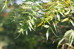 Zanthoxylum schinifolium