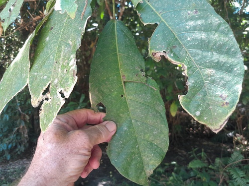 Plentiful fig (Ficus copiosa)