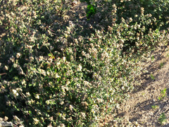 Hermannia hyssopifolia