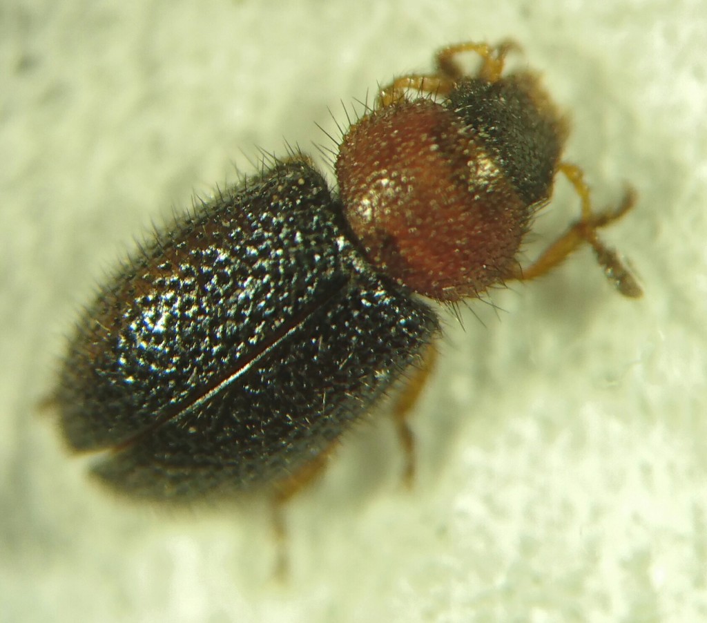 Opetiopalpus sabulosus