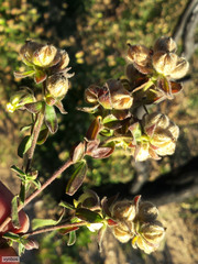 Hermannia hyssopifolia