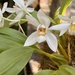 Coelogyne corymbosa - Photo (c) Carlos Sanchez, some rights reserved (CC BY-NC), uploaded by Carlos Sanchez