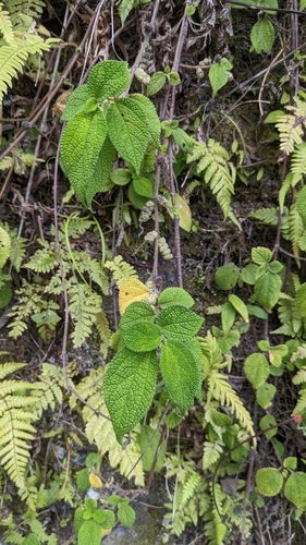 Boehmeria pilosiuscula (Boehmeria pilosiuscula)