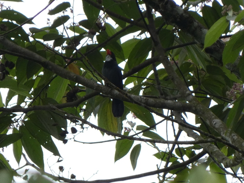 Slate-colored Grosbeak (Saltator grossus), photo 8