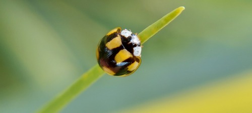 Cycloneda arcana · iNaturalist Mexico