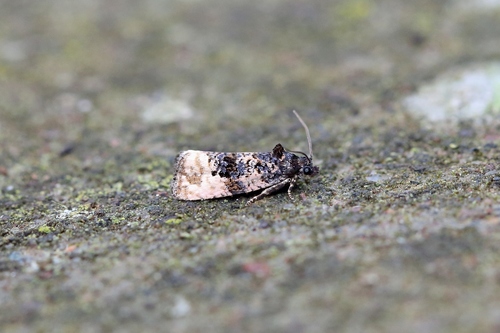Metendothenia atropunctana