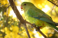 Polytelis swainsonii