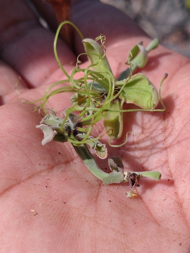 Image of Afzelia xylocarpa by (c) Utain Pummarin, some rights reserved (CC BY)