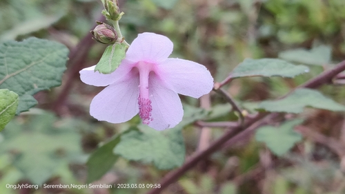 Caesar weed (Urena lobata)