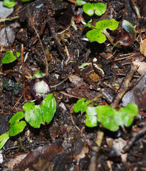 Corybas sanctigeorgianus