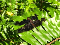 Rhyothemis princeps