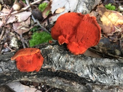 Pycnoporus sanguineus image