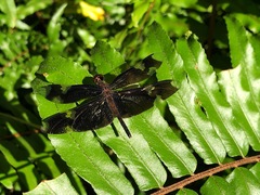 Rhyothemis princeps