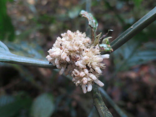 Psychotria thomensis