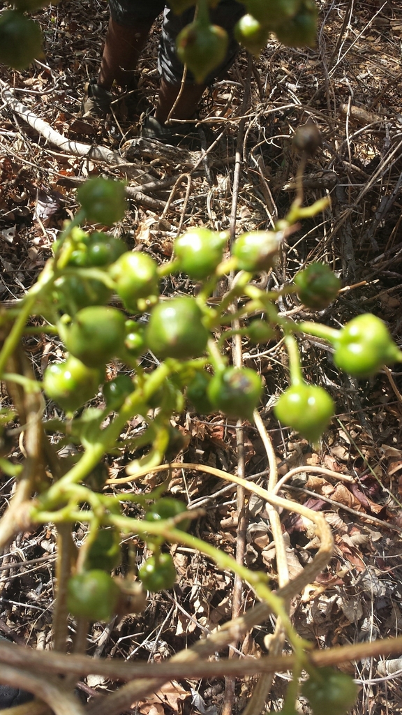Bourreria schatziana