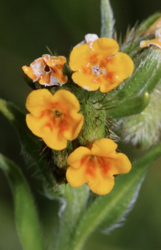 Bugloss-flowered fiddleneck