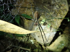 Psechrus