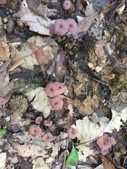 Laccaria amethystina