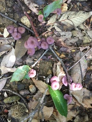 Laccaria amethystina