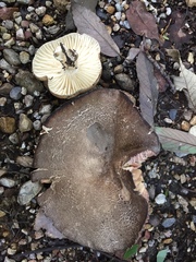 Lactifluus gerardii