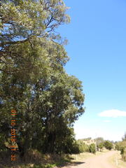 Acacia harpophylla