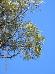 Acacia harpophylla