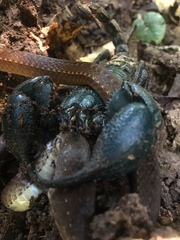 Heterometrus laoticus