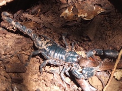 Heterometrus laoticus