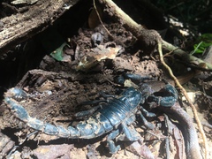 Heterometrus laoticus