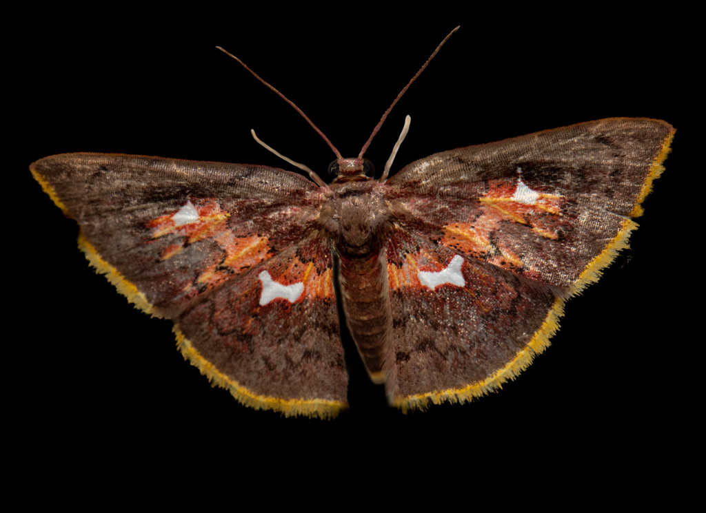 Tricentra quadrigata