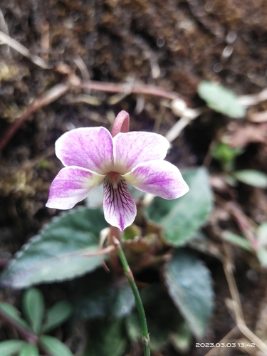 Viola bhutanica
