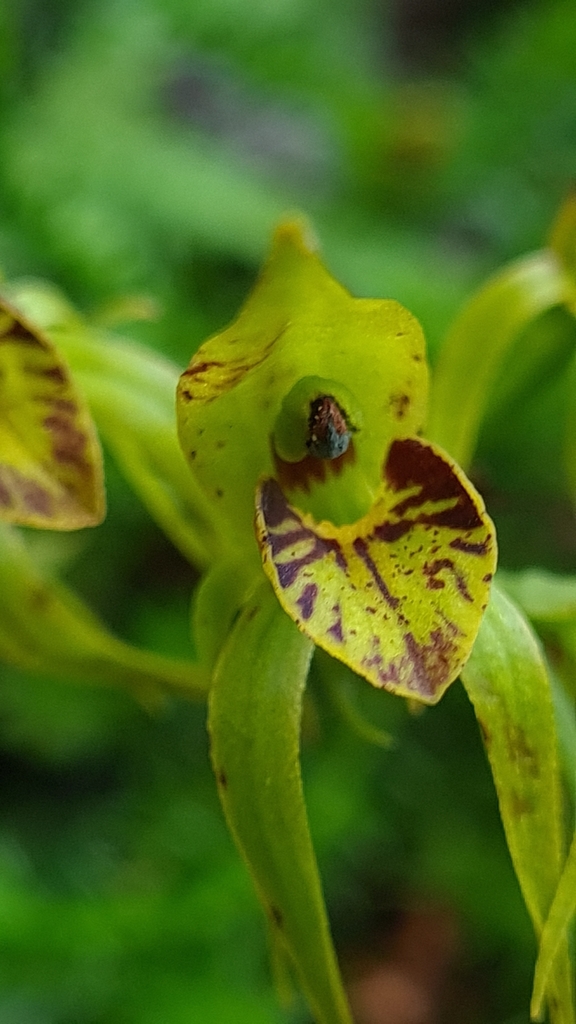 Rimacola elliptica