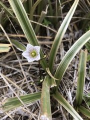 Gentianella montana